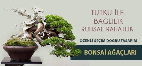 Kral Çiçek